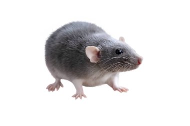 Komik gri dekoratif evcil fare Rattus norvegicus domestica, konsept bakım ve bakım, evcil hayvan beslemek için ideal koşullar