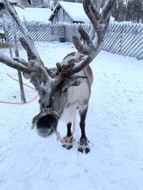geyik çiftliği güneşli kış günlerinde, Laponya, Kuzey Finlandiya, Lapinkyla tatil beldesi, geleneksel turizm, kar ile safari, Finlandiya Kuzey Kutbu, aktif turizm, Norveç Saami hayvanlarıyla eğlence