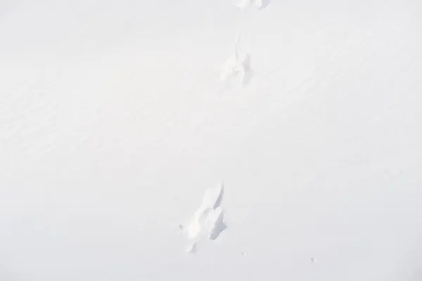 fluffy white snow with prints of animal footprints, beautiful winter landscape, snowfall in forest, hunter, tracker is tracking the game, Heath and Winter Activity Concept, travel