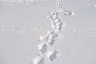 Tüylü beyaz kar, hayvan ayak izleri, güzel kış manzarası, ormanda kar yağışı, avcı, iz sürücü oyunu takip ediyor, Heath ve Winter Activity Concept, seyahat