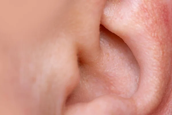 auditory organ Ear shell close-up, diagnosing ear-related diseases and conditions, ear health concept, hearing care and issues related to ears,