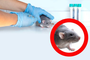 Deneysel laboratuvar faresi, konsept Genetik Değişiklikler, Davranış Araştırmaları Kemirgenler, Fare temelli Laboratuar Deneyleri