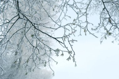 Yaprak ve ağaç dallarında güzel kristal don, dondurucu sabah, kış havası konsepti, doğanın güzelliği, duvar kağıdı için arka plan, kopyalama alanı