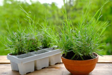 Genç bitkiler için plastik bir kap lavanta, Lavandula, terracotta seramik kap, bahçe konsepti, yaz bahçıvanı rutini