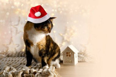 güzel üç renk yetişkin evcil kaplumbağa kabuğu, masada oturan kimera kedisi, rahat kremalı ekose, mumlu ahşap ev, etrafına bakıyor, hayvanlara sevgi konsepti, ilgili, dört bacaklı evcil hayvan besleme