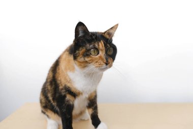 Şaşırtıcı üç renk evcil kaplumbağa kabuğu kedisi beyaz arka planda ışık masasında oturuyor, şişkin gözler şaşırmış görünüyor, hayvanlar için konsept aşk, dört ayaklı evcil hayvan besleme