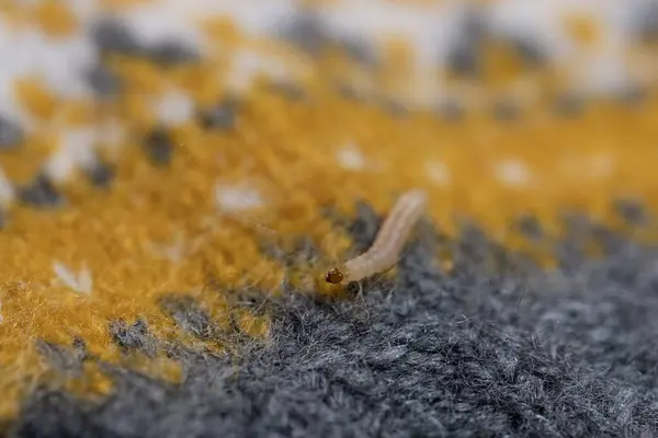 clothes moth caterpillar, Tineola bisselliella, crawls on woolen jacket, eats wool, brown insect, Clothes moth, selective focus, pest concept, destruction and damage to clothes in house