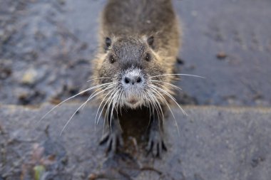 Değerli kürklü şirin bir beslenme hayvanı, Myocastor coypus, Avrupa, Amerika ve Asya 'daki büyük kemirgenler, tatlı su kütleleri kıyılarında yaşıyorlar.