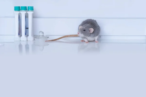 experimental laboratory gray rat, concept Genetic Modifications, Behavioral Studies Research on rodents, Mouse-based Laboratory Experiments