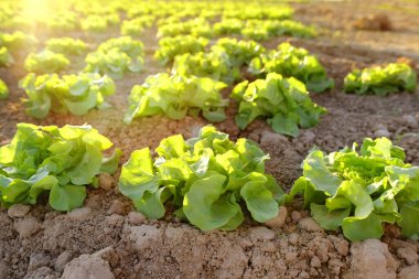 güzel yeşil sebze marulları, ekili fidanları olan tarlalar, tarlalarda parlayan güneş, tasarımcılar için doğal arka plan, duvar kağıtları, gıda krizi, çevre konsepti, tarım, tarım