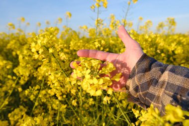 Çiftçinin, tarımcı ellerinin değdiği altın sarısı kolza tohumu bitkileri, olgunlaşan tarım kültürünün yeşil tarlaları, sebze marulları, kır yolu, güneş ışığı, gıda krizi, çevre kavramı