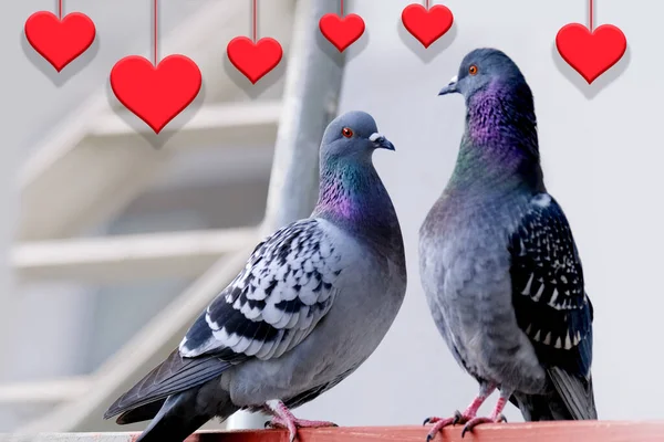 red heart model, couple of birds in love, family Feral pigeons, Columba livia domestica, street pigeons sits on structure, concept ornithology, fauna natural zones of europe, nature protection