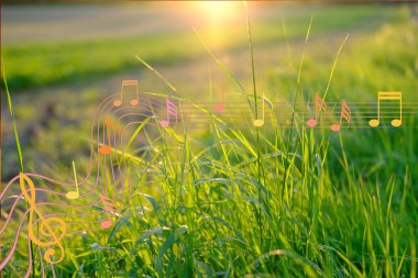 Yeşil çimenlerin güneşte yetiştiği, yazın veya bahar mevsiminde çayırda çiçekli sulu kogon otlarının yetiştiği doğal soyut arka plan ve fotokopi alanı bulanık tarımsal manzara.