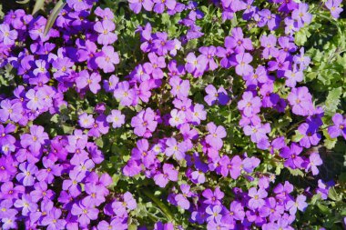 Küçük çiçekli genç leylak bitkileri, botanik güzelliği, bahçe zevkleri, çiçek eğilimleri, ekolojik uyum, yaz bahçeleri.