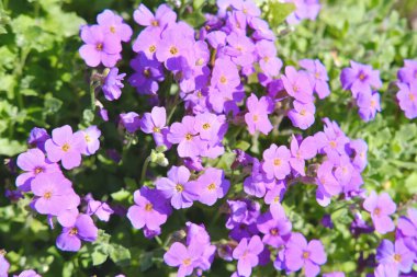 Küçük çiçekli genç leylak bitkileri, botanik güzelliği, bahçe zevkleri, çiçek eğilimleri, ekolojik uyum, yaz bahçeleri.