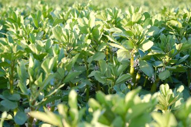 Güzel yeşil fasulye bitkileri, beyaz çiçek bal çiçekleri. Tasarımcı, duvar kağıdı, bulanık bayrak, çevre konsepti, tarım ve tarım için baklagillerin doğal dokusu