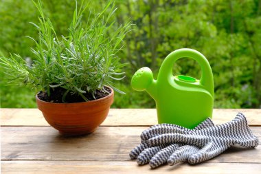 terracotta ceramic pot with young plants of garden lavender, Lavandula, green watering can for watering on old wooden boards, background of green foliage, transplanting garden plants, hobby for soul