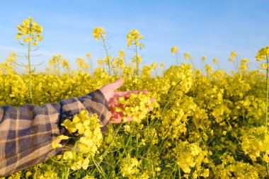 Çiftçinin, tarımcı ellerinin değdiği altın sarısı kolza tohumu bitkileri, olgunlaşan tarım kültürünün yeşil tarlaları, sebze marulları, kır yolu, güneş ışığı, gıda krizi, çevre kavramı