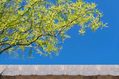 Doğa arkaplanı, Hazel genel kontorta dalları yumuşak açık mavi gökyüzü arkaplanı üzerinde ahşap masa, Paskalya ve bahar kartları için kopyalama alanı ile