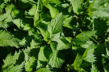 Genç Yeşil Isırgan Bitkileri Doğal Büyüme, Botanik Sezgiler, Ekolojik Uyum, Bahçe Harikaları, Şifalı Bitkiler, Bitkisel Tıp İçeriği