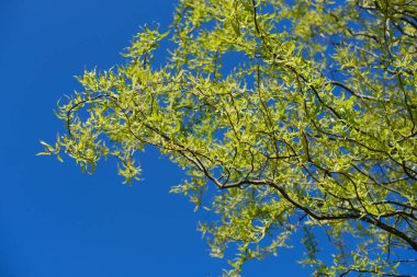 Hazel contorta, egzotik eğri filizli yaprak döken çalı, mavi gökyüzünün arka planına karşı sarı catkins, Bahar doğası ayrıntılarıyla