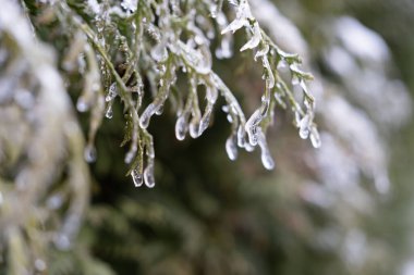 Güzel kristal don, buzlu yapraklar, yapraklar ve ağaç dalları, soğuk kış havası konsepti, doğanın güzelliği, duvar kağıdı için arka plan