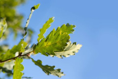 Genç yeşil bataklık meşesi yaprakları mavi gökyüzüne karşı, bahar bahçesinde, yaz parkı güçlü rüzgardan esnemiş, arka planda ağaç dalları