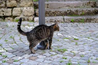 Metal direğe yaslanmış genç kedinin rengi, dört ayaklı hayvanların hayatta kalma kavramı, şehirde terk edilmiş hayvanlar, kedilerin kısırlaştırılması ve tedavi edilmesi, evcil hayvan barınakları.