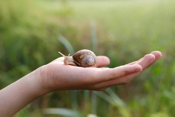 beautiful grape snail sitting on child\'s hand, Teaching children about organic farming and delicate balance of nature, terrestrial gastropod mollusk order lung snails of helicid family