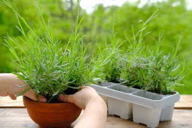 Terasta kadın el nakli tohumları, genç lavanta bitkileri, nakil için hazırlanmış, seramik çömlekte toprağı sıkıştıran, bahçecilik konsepti, doğayı kurtarma.