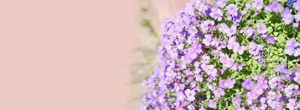 panorama floral spring nature background, Young lilac plants with small flowers, Botanical Beauty, Gardening Delights, Floral Trends, Ecological Harmony, Summer Gardens