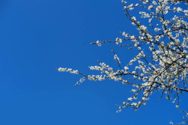 Beyaz çiçekler açan dallar, mavi gökyüzünün arka planına karşı, kavram bahar mevsimi, bahar kutlamaları, çevre, doğa detaylarıyla