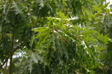 Yeşil meşe dalları güzel ışıkta, taze yeşil yapraklar bataklık meşesi, Quercus palustris bahar bahçesinde rüzgarda sallanıyor, yaz parkında, tasarımcılar için doğal huzurlu bir arka plan, bulanık organik bitki yaprakları