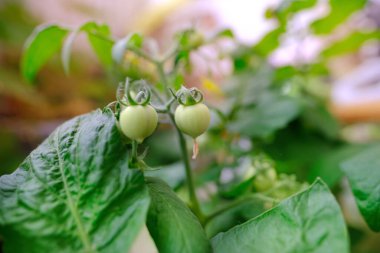 Olgunlaşan yeşil domatesler, Solanum Lycopresicum, yenilebilir meyveler, en fazla arka planda, zengin sebze hasadı konsepti, gıda krizi, açık ve kapalı zemin üzerinde büyüyen ekinler.
