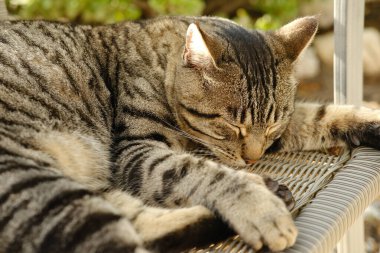 Güzel çizgili kedi viskisi rengi güneşli bahçede hasır sandalyede uyuyor, etrafına bakıyor, konsept kedi evi, hayvanları sevmek, evcil hayvanlara bakmak, evcil hayvanlarla zihinsel yaşam, stres atmak.