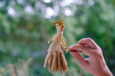 female hands holds ritual doll made of straw, grass in honor rich harvest, scarecrow for fertility, old toy, amulet for children, women, pagan folk art harvesting, ritual symbolic disguised character clipart