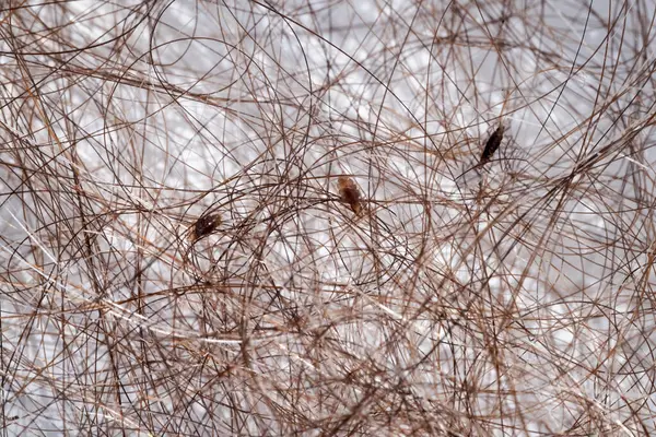 Κοντινό Πλάνο Ψείρες Και Κόνιδες Καστανά Ανθρώπινα Μαλλιά Anoplura Ιατρικές Φωτογραφία Αρχείου