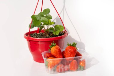 Çiçek saksısı ve balkon bitkileri beyaz arka planda bahçe çilekleri, olgun böğürtlenler plastik tepside, bahçıvanlığı ve taze meyveleri temsil ediyor.