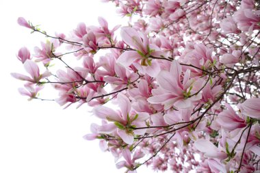 Çiçek açan manolya dalları, canlı çiçekli arka plan, havayı tatlı kokularıyla doldurmak ve neşe ve sükunet hissi uyandırmak, İlkbaharın Özü, Güzellik Doğası