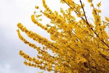Narin ilkbaharın canlı çiçekli arka planı. Sarı forsythia tam çiçek, tatlı koku ve neşe, huzur ve sükunet hissi uyandırıyor. İlkbaharın özü, Güzellik Doğası.
