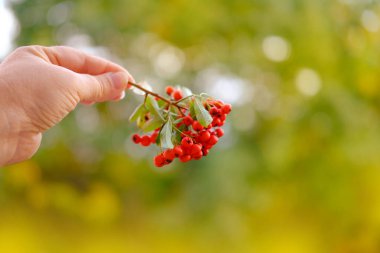 Olgun kırmızı böğürtlen Pyracantha angustifolia kadın elinde, güzel bulanık doğal manzara arka planda, bitkilerle etkileşim, sıcak sonbahar havası konsepti, doğa koruması, tasarımcı için boş