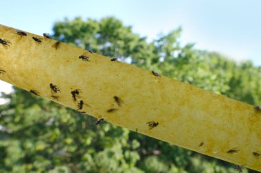 Yapıştırıcı sürülmüş kağıt bant, böcekler için sinek kağıdı, böcek kapanına sıkışmış bir sürü sinek, sinek patilerinden uçar, yapıştırıcıdan kurtulmaya çalışır.