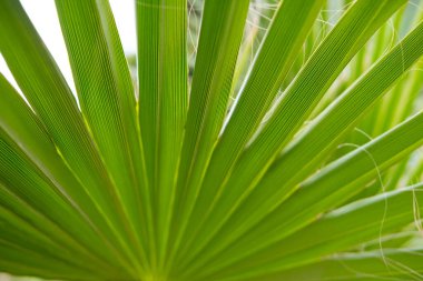 Tropikal yapraklı Afrikalı Sabal fanı palmiyesi yakından, doğal güzellik tropikleri, reklam seyahat acenteleri, oteller, havayolları, yiyecek ve içeceklerdeki tropikal atmosfer için arka plan