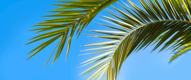 Yeşil hurma yaprağı Phoenix Dactylifera, minimalist tropikal arka plan, Tropik cennet, doğal güzellik tropikleri seyahat acenteleri, oteller, havayolları, yiyecek ve içeceklerde atmosfer