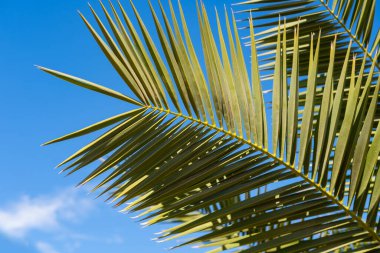 Tropikal yaprak Phoenix Dactylifera hurma palmiyesi rüzgar yakın çekim, doğal güzellik tropikleri, seyahat acentelerinde tropikal atmosfer, oteller, havayolları, yiyecek ve içeceklerde zarifçe sallanıyor