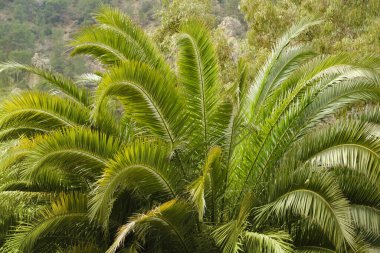 Egzotik yapraklar lüks hurma ağaçları Phoenix Dactylifera, doğal güzellik tropik ve subtropik, sonsuz tropikal arka plan, seyahat acenteleri, oteller, havayolları için egzotik afişler.