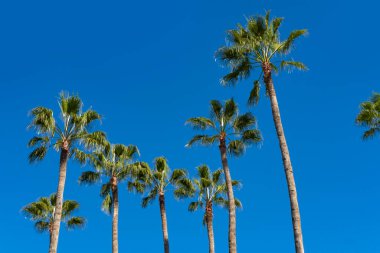 Tropikal uzun Afrikalı Sabal taraftarı palmiyeleri zarif bir şekilde mavi gökyüzüne, doğal güzelliklere tropikal arka plana, seyahat acentelerine, otellere, havayollarına karşı sallanıyor.