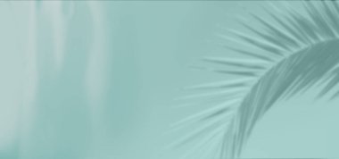 Yumuşak tropik palmiye gölgesi, minimalist tropikal yeşile zarifçe düşer, turkuaz arka plan, rahatlama ve sakinlik, üretkenlik için sakin zemin