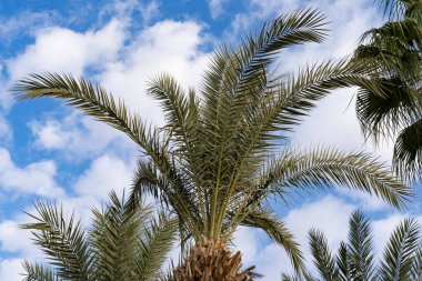 mavi gökyüzü üzerinde tropikal Afrika tarihi Phoenix Dactylifera bulutlar, konsept üstünlük, doğal güzellik tropikleri, sonsuzluk tropik arka plan, seyahat acenteleri, oteller, havayolları için pankart