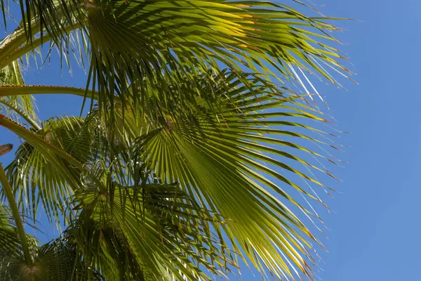 close-up dense leaves tropical leaf African Sabal fan palm tree swaying in wind, summer background, deciduous palm tree on blue sky, concept transcendence, infinity, banner for design